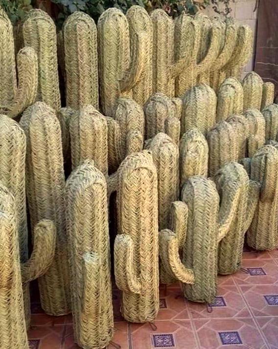 cactus-en-jonc-face-ensemble